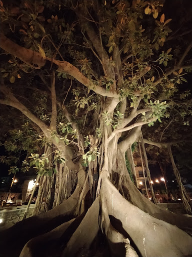 Banyan Garden