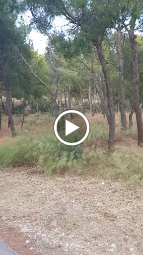Ιερά Απόλλωνος του Δειραδιώτη και Αθηνάς της Οξυδερκούς