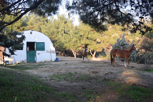 Ιππικός Όμιλος