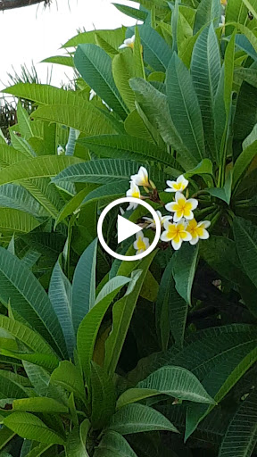 Ibiscos Garden Hotel
